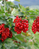 Ríbezľa červená (Ribes rubrum) ´JONKHEER VAN TETS´ Ríbezľa červená (Ribes rubrum) ´JONKHEER VAN TETS´