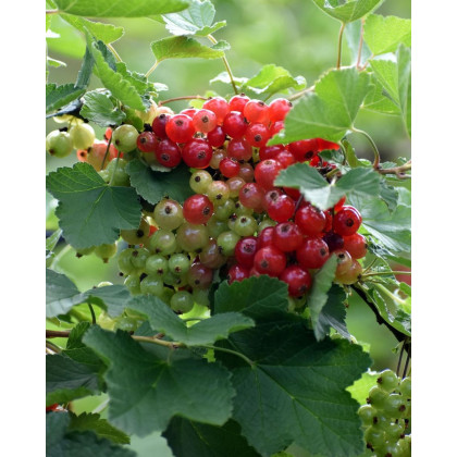 Ríbezľa červená (Ribes rubrum) ´ROVADA´ Ríbezľa červená (Ribes rubrum) ´ROVADA´