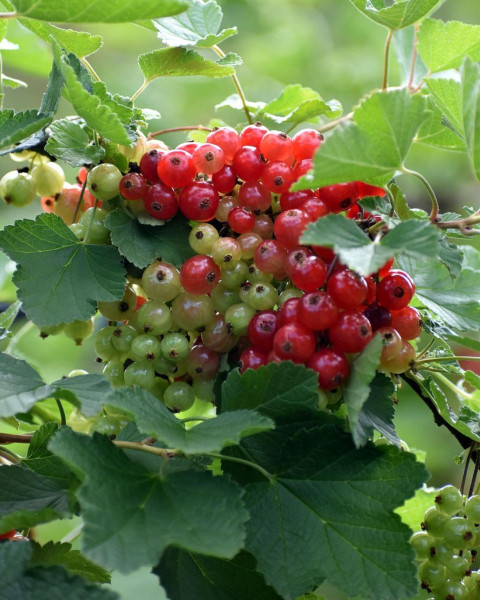 Ríbezľa červená (Ribes rubrum) ´ROVADA´ Ríbezľa červená (Ribes rubrum) ´ROVADA´
