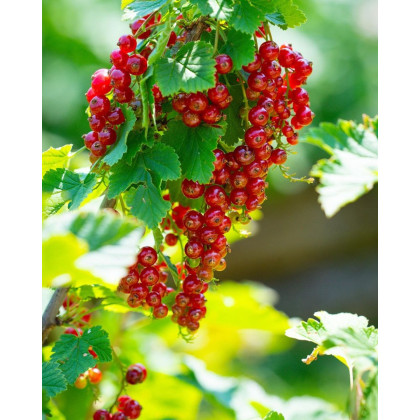 Ríbezľa červená (Ribes rubrum) ´JONKHEER VAN TETS´ Ríbezľa červená (Ribes rubrum) ´JONKHEER VAN TETS´