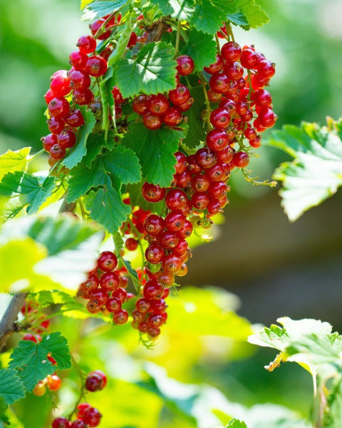 Ríbezľa červená (Ribes rubrum) ´JONKHEER VAN TETS´ Ríbezľa červená (Ribes rubrum) ´JONKHEER VAN TETS´