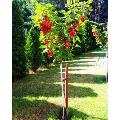 Ríbezľa červená (Ribes rubrum) ´JONKHEER VAN TETS´ Ríbezľa červená (Ribes rubrum) ´JONKHEER VAN TETS´