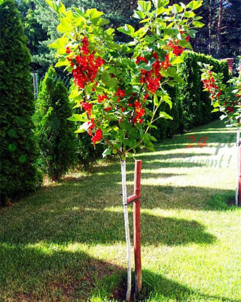 Ríbezľa červená (Ribes rubrum) ´JONKHEER VAN TETS´ Ríbezľa červená (Ribes rubrum) ´JONKHEER VAN TETS´