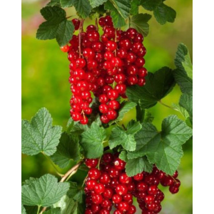 Ríbezľa červená (Ribes rubrum) ´JONKHEER VAN TETS´ Ríbezľa červená (Ribes rubrum) ´JONKHEER VAN TETS´