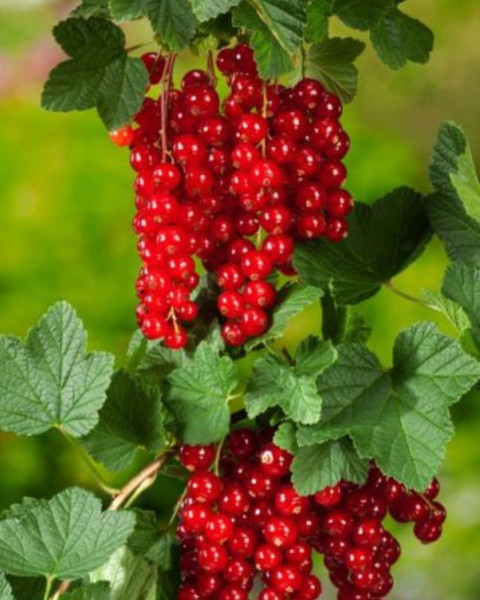 Ríbezľa červená (Ribes rubrum) ´JONKHEER VAN TETS´ Ríbezľa červená (Ribes rubrum) ´JONKHEER VAN TETS´