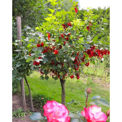 Ríbezľa červená (Ribes rubrum) ´DETVAN´ Ríbezľa červená (Ribes rubrum) ´DETVAN´