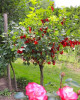 Ríbezľa červená (Ribes rubrum) ´ROVADA´ Ríbezľa červená (Ribes rubrum) ´ROVADA´