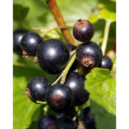Ríbezľa čierna (Ribes nigrum) ´BEN CONAN´ Ríbezľa čierna (Ribes nigrum) ´BEN CONAN´