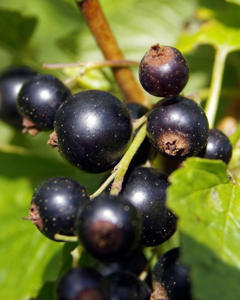 Ríbezľa čierna (Ribes nigrum) ´BEN CONAN´