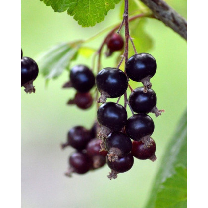 Ríbezľa čierna (Ribes nigrum) ´BEN CONAN´ Ríbezľa čierna (Ribes nigrum) ´BEN CONAN´