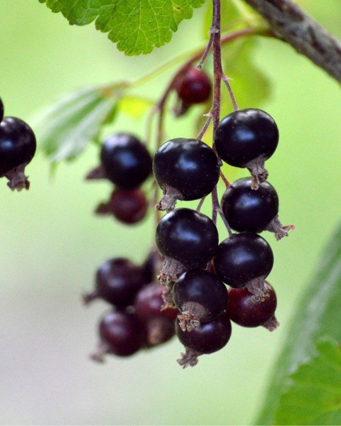  Ríbezľa čierna (Ribes nigrum) ´BEN CONAN´