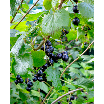 Ríbezľa čierna (Ribes nigrum) ´BONA´ Ríbezľa čierna (Ribes nigrum) ´BONA´