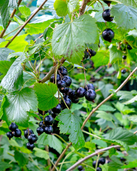 Ríbezľa čierna (Ribes nigrum) ´BONA´ Ríbezľa čierna (Ribes nigrum) ´BONA´