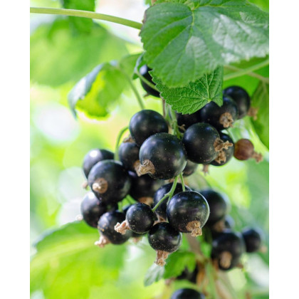 Ríbezľa čierna (Ribes nigrum) ´JUBILEJNAJA´ Ríbezľa čierna (Ribes nigrum) ´JUBILEJNAJA´