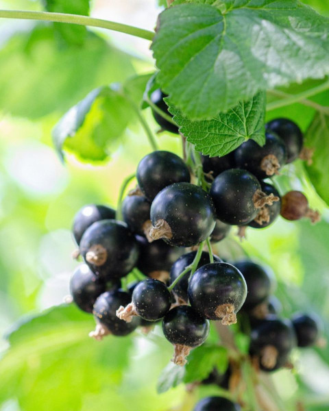 Ríbezľa čierna (Ribes nigrum) ´JUBILEJNAJA´ Ríbezľa čierna (Ribes nigrum) ´JUBILEJNAJA´