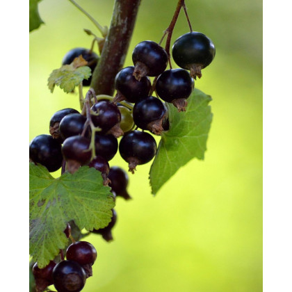 Ríbezľa čierna (Ribes nigrum) ´GOFERT´ Ríbezľa čierna (Ribes nigrum) ´GOFERT´