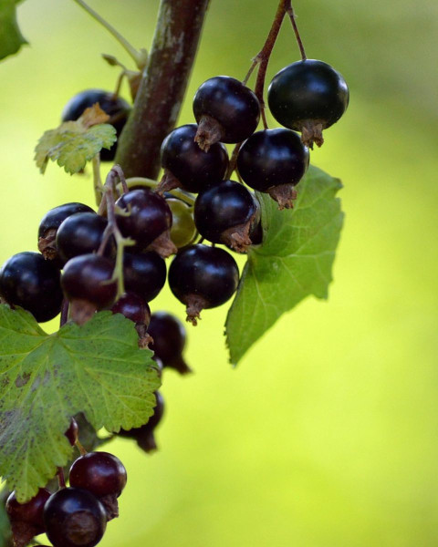 Ríbezľa čierna (Ribes nigrum) ´GOFERT´ 