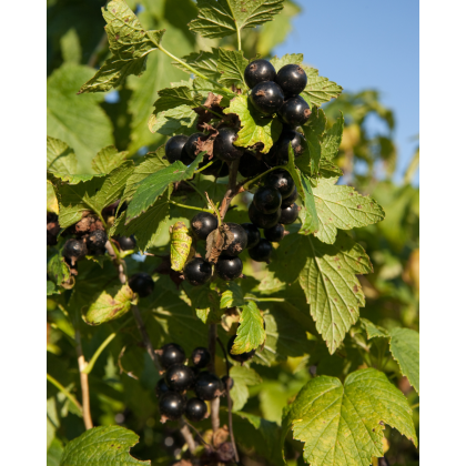Ríbezľa čierna (Ribes nigrum) ´BONA´ Ríbezľa čierna (Ribes nigrum) ´BONA´