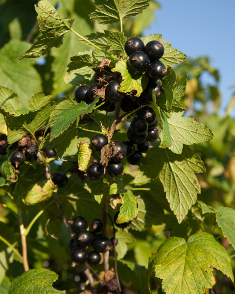 Ríbezľa čierna (Ribes nigrum) ´BONA´ Ríbezľa čierna (Ribes nigrum) ´BONA´