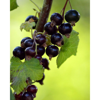 Ríbezľa čierna (Ribes nigrum) ´OJEBYN´ Ríbezľa čierna (Ribes nigrum) ´OJEBYN´