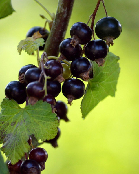 Ríbezľa čierna (Ribes nigrum) ´OJEBYN´ Ríbezľa čierna (Ribes nigrum) ´OJEBYN´