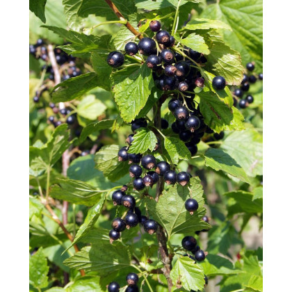 Čierna ríbezľa (Ribes nigrum) ´POLARIS´ Čierna ríbezľa (Ribes nigrum) ´POLARIS´