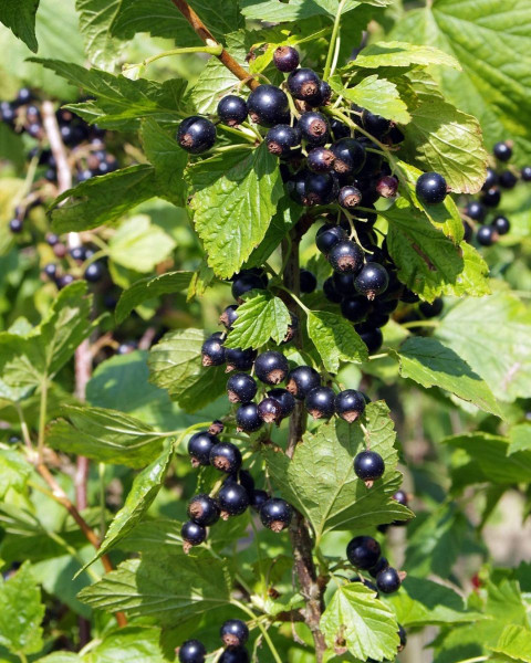 Čierna ríbezľa (Ribes nigrum) ´POLARIS´ Čierna ríbezľa (Ribes nigrum) ´POLARIS´