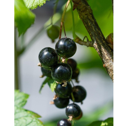 Ríbezľa čierna (Ribes nigrum) ´TITANIA´ Ríbezľa čierna (Ribes nigrum) ´TITANIA´