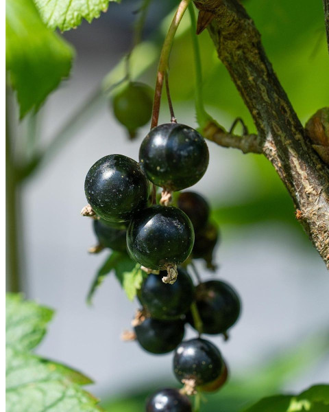 Ríbezľa čierna (Ribes nigrum) ´TITANIA´ Ríbezľa čierna (Ribes nigrum) ´TITANIA´