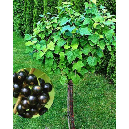 Ríbezľa čierna (Ribes nigrum) ´TISEL´ Ríbezľa čierna (Ribes nigrum) ´TISEL´