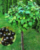 Ríbezľa čierna (Ribes nigrum) ´GOFERT´ 