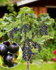  Ríbezľa čierna (Ribes nigrum) ´BEN CONAN´
