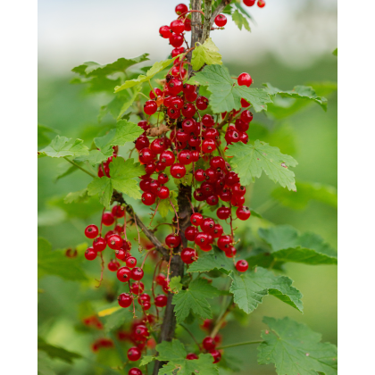 Ríbezľa červená (Ribes rubrum) ´JONKHEER VAN TETS´ Ríbezľa červená (Ribes rubrum) ´JONKHEER VAN TETS´