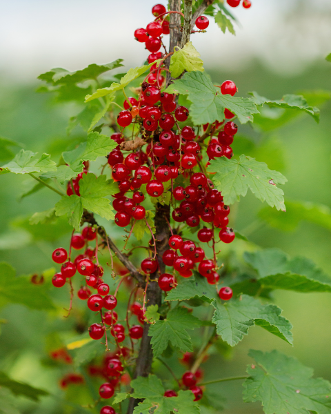 Ríbezľa červená (Ribes rubrum) ´JONKHEER VAN TETS´
