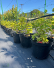 Ríbezľa červená (Ribes rubrum) ´JONKHEER VAN TETS´