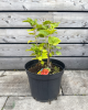 Ríbezľa červená (Ribes rubrum) ´JONKHEER VAN TETS´