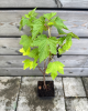  Ríbezľa čierna (Ribes nigrum) ´JUBILEJNAJA´