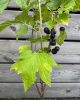  Ríbezľa čierna (Ribes nigrum) ´JUBILEJNAJA´