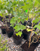 Ríbezľa čierna (Ribes nigrum) ´OJEBYN´