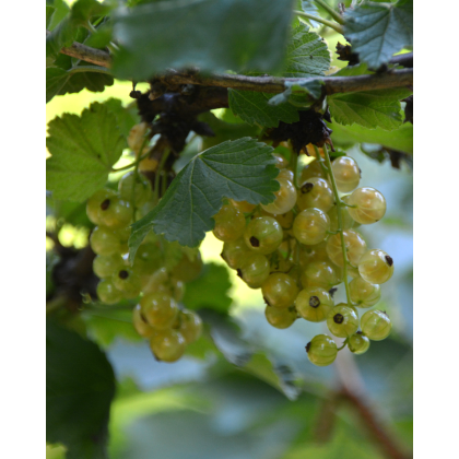 Ríbezľa biela (Ribes rubrum) ´JUTERBORG´ Ríbezľa biela (Ribes rubrum) ´JUTERBORG´