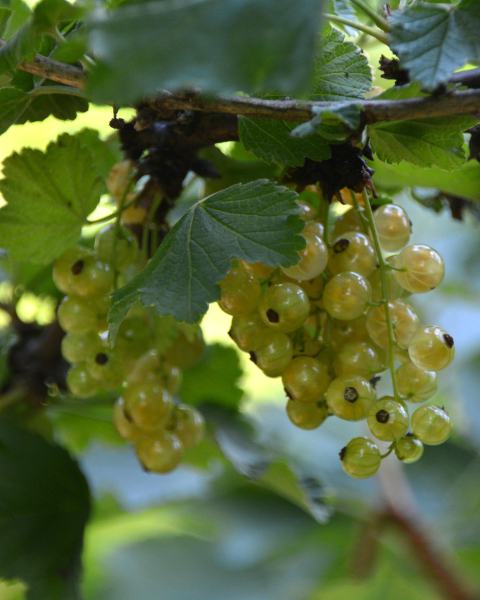 Ríbezľa biela (Ribes rubrum) ´JUTERBORG´ Ríbezľa biela (Ribes rubrum) ´JUTERBORG´