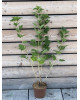 Ríbezľa červená (Ribes rubrum) ´DETVAN´ Ríbezľa červená (Ribes rubrum) ´DETVAN´