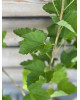 Ríbezľa červená (Ribes rubrum) ´DETVAN´ Ríbezľa červená (Ribes rubrum) ´DETVAN´