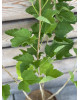 Ríbezľa červená (Ribes rubrum) ´DETVAN´ Ríbezľa červená (Ribes rubrum) ´DETVAN´