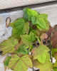 Ríbezľa čierna (Ribes nigrum) ´OJEBYN´ Ríbezľa čierna (Ribes nigrum) ´OJEBYN´