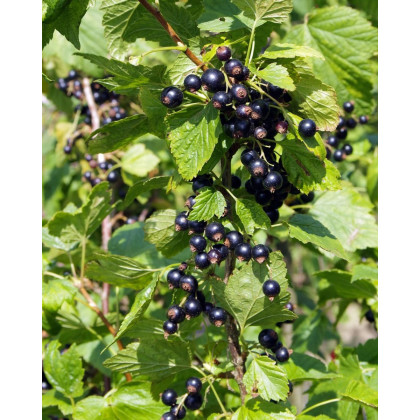 Ríbezľa čierna (Ribes nigrum) ´TITANIA´ Ríbezľa čierna (Ribes nigrum) ´TITANIA´