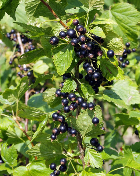 Ríbezľa čierna (Ribes nigrum) ´TITANIA´ Ríbezľa čierna (Ribes nigrum) ´TITANIA´