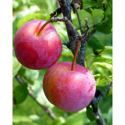 Ringlota (Prunus domestica subsp. Italica) ´ALTHANOVA´ Ringlota (Prunus domestica subsp. Italica) ´ALTHANOVA´