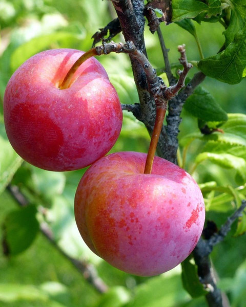 Ringlota (Prunus domestica subsp. Italica) ´ALTHANOVA´ Ringlota (Prunus domestica subsp. Italica) ´ALTHANOVA´