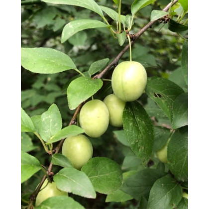 Ringlota (Prunus domestica subsp. italica) ´ONTARIO´ Ringlota (Prunus domestica subsp. italica) ´ONTARIO´